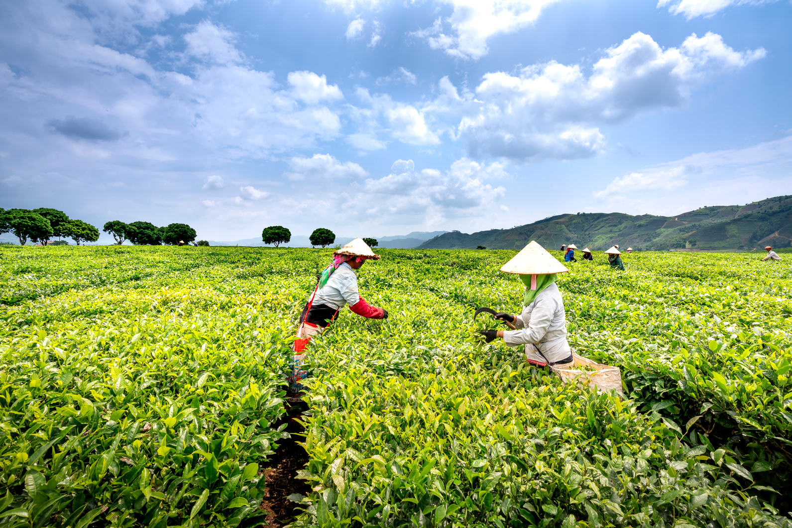 Anonymous ethnic harvesters collecting tea leaves in agricultural field